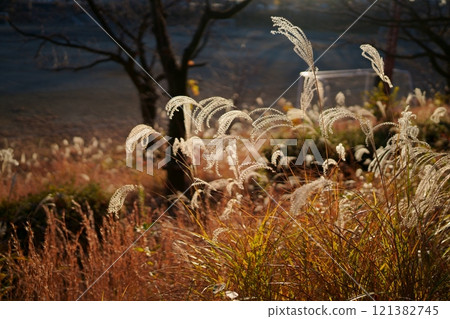 日本雪鬆的耳朵 121382745