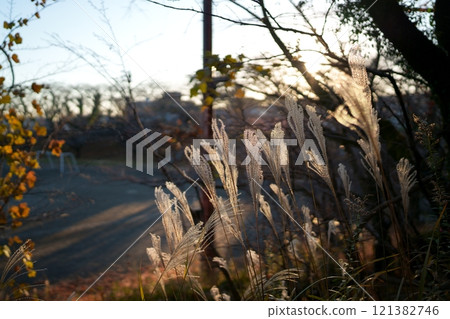 日本雪鬆的耳朵 121382746