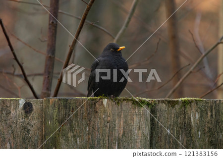 Eurasian Blackbird or simply Blackbird Eurasian Blackbird or simply Blackbird 121383156