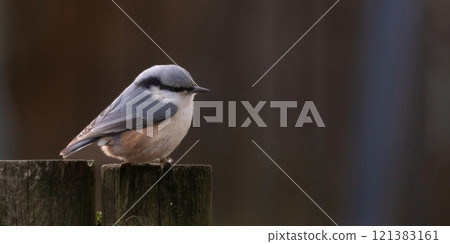 Eurasian nuthatch (Sitta europaea) also called wood nuthatch. Eurasian nuthatch (Sitta europaea) also called wood nuthatch. 121383161
