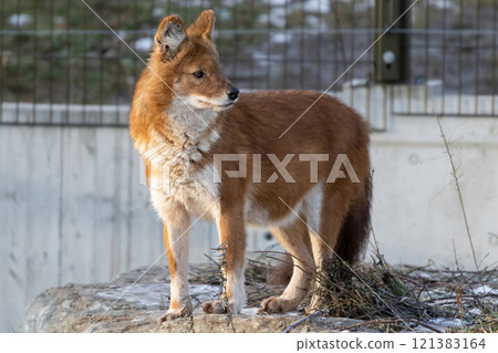 Dhole also known as a Red Dog or an Asian Wild Dog Dhole also known as a Red Dog or an Asian Wild Dog 121383164