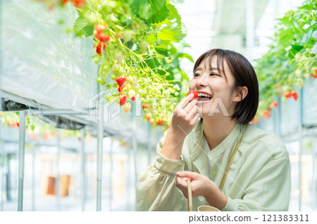 A woman picking strawberries A woman picking strawberries A woman picking strawberries A woman picking strawberries 121383311