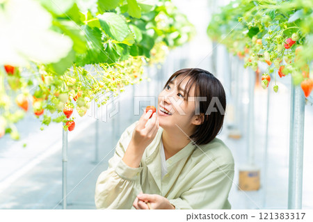 A woman picking strawberries A woman picking strawberries A woman picking strawberries A woman picking strawberries 121383317