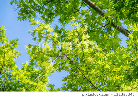 清新的綠植與藍天（清新的綠色影像素材） 121383345