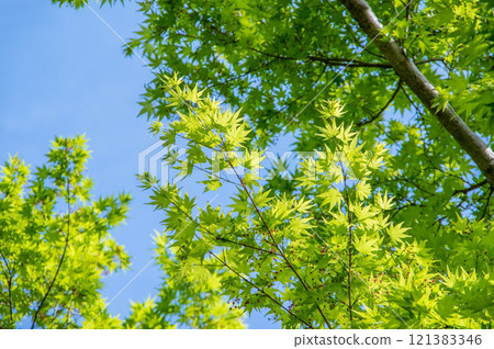 清新的綠植與藍天（清新的綠色影像素材） 121383346
