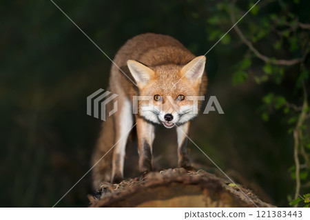 Portrait of a cute red fox standing on a tree in a forest at night 121383443
