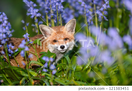Portrait of a cute red fox amongst bluebells in spring Portrait of a cute red fox amongst bluebells in spring 121383451