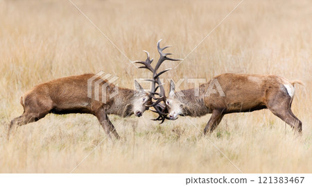 Red deer stags fighting during the rutting season in autumn 121383467