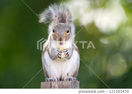 Portrait of a grey squirrel eating green hazelnut on a garden fence post Portrait of a grey squirrel eating green hazelnut on a garden fence post 121383470