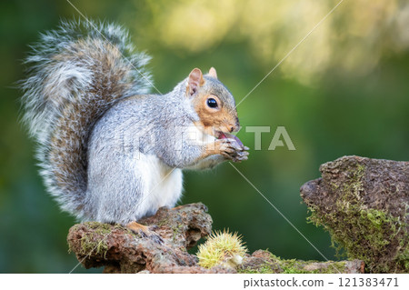 Grey squirrel eating sweet chestnut fruit on a tree stump in autumn Grey squirrel eating sweet chestnut fruit on a tree stump in autumn 121383471