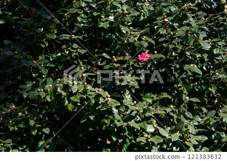 Camellia single wheel 121383632