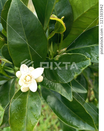 affir lime blossom on tree in the garden, stock photo 121383942