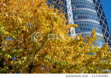 Shinjuku's skyscrapers and autumn-colored street trees 121383993