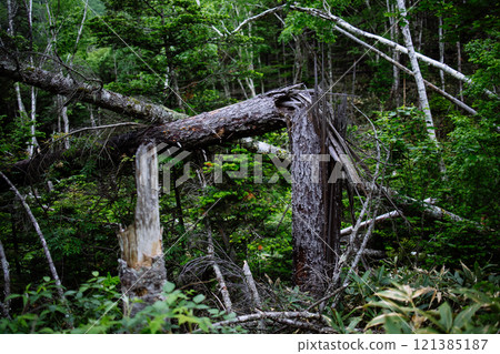 Fallen tree Fallen tree 121385187
