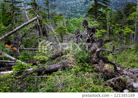 Fallen tree Fallen tree 121385189
