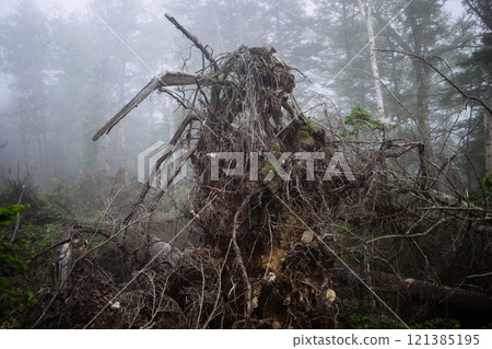 倒下的樹 121385195