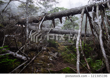 Fallen tree Fallen tree 121385196