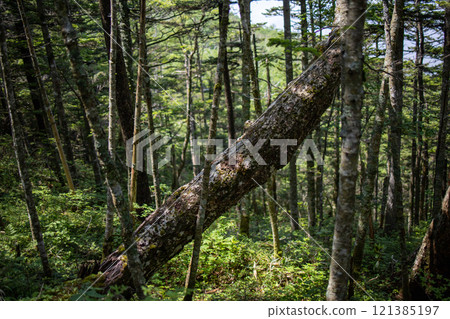 Fallen tree Fallen tree 121385197