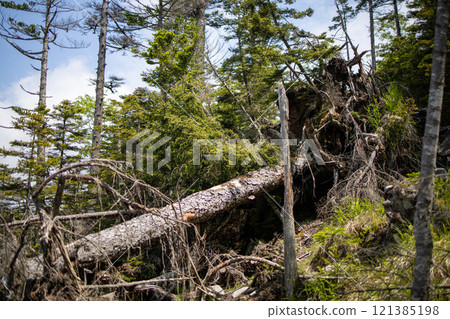 倒下的樹 121385198