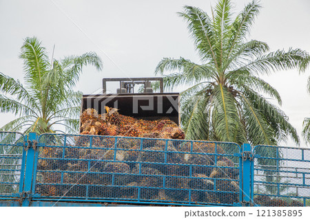 Palm oil fruit is being loaded into a large truck 121385895