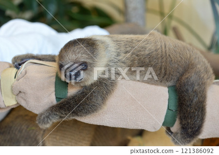 Baby Two-Toed Sloth Baby Two-Toed Sloth 121386092