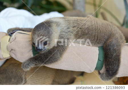 Baby Two-Toed Sloth Baby Two-Toed Sloth 121386093