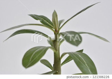 Adenium 121386226
