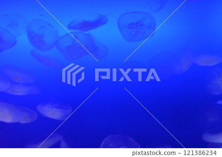 Drifting jellyfish 121386234