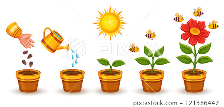 Flower plant growth stage, houseplant growing process, garden blooming herb life cycle set. Agriculture green sprout development process. Botanical evolution from seedling to blossom sapling vector 121386447