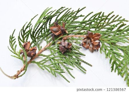 Seeds of Japanese laurel, medicinal, Japanese laurel kernel 121386567