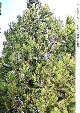 Oriental oak seeds Oriental oak seeds 121386584