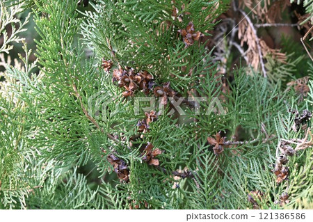 Oriental oak seeds 121386586