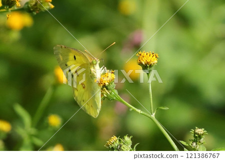 A Colias butterfly sucking nectar from a yellow flower 121386767