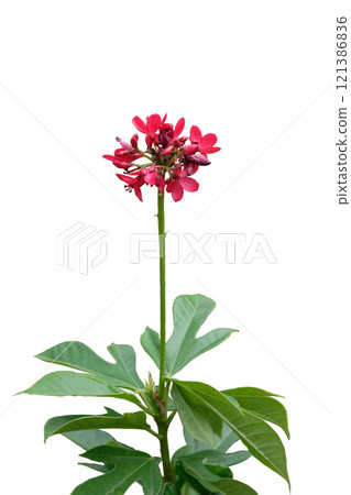 peregrina or spicy jatropha flowers planted peregrina or spicy jatropha flowers planted 121386836