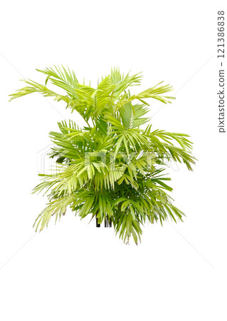 green leaves Chamaedorea Parlor palm. green leaves Chamaedorea Parlor palm. 121386838