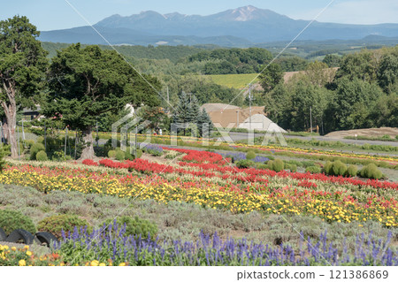 【從澤布山看美瑛町秋花】 121386869