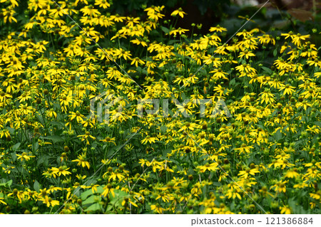 夏百合 夏百合 121386884