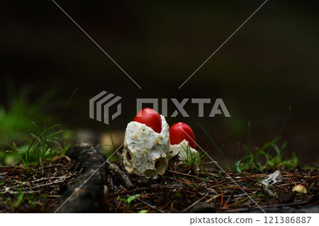 Egg-like egg mushroom 121386887