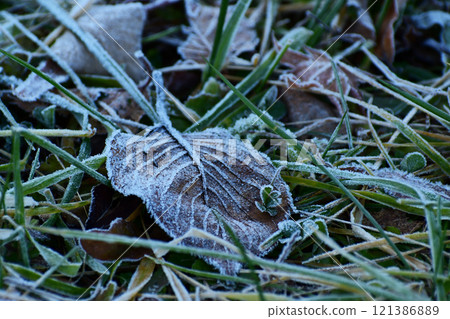 Morning frost on fallen leaves Morning frost on fallen leaves 121386889