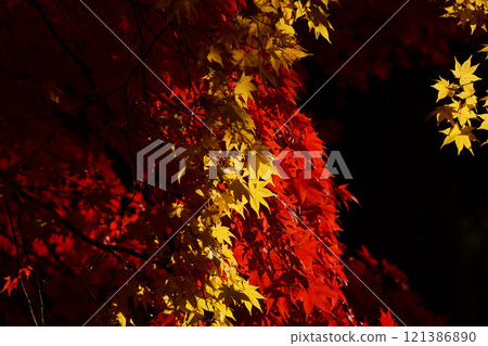 深秋早晨的楓葉 121386890