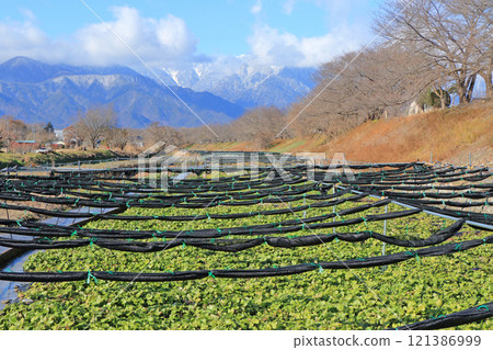Azumino in winter: Hodaka River Wasabi Farm Azumino in winter: Hodaka River Wasabi Farm 121386999