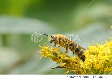 Swallowtail bear bunch Swallowtail bear bunch 121387020