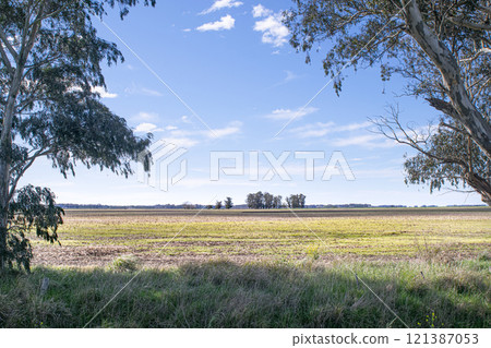 Landscape in Argentina , eucalyptus tree and pasture fields 121387053