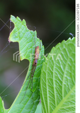Tetragnatha pratensis Tetragnatha pratensis 121387186