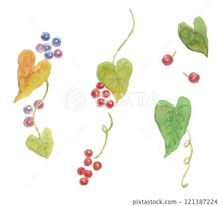 一組用水彩畫的常春藤和紅色漿果 一組用水彩畫的常春藤和紅色漿果 121387224
