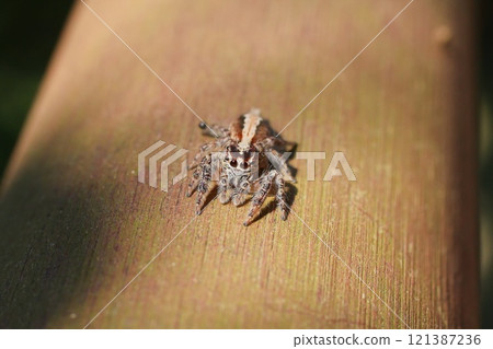 Ashibutohaetori 121387236