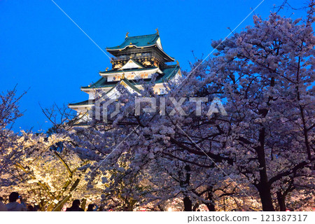 Cherry blossoms in Nishinomaru Garden, Osaka, illuminated and Osaka Castle Cherry blossoms in Nishinomaru Garden, Osaka, illuminated and Osaka Castle 121387317