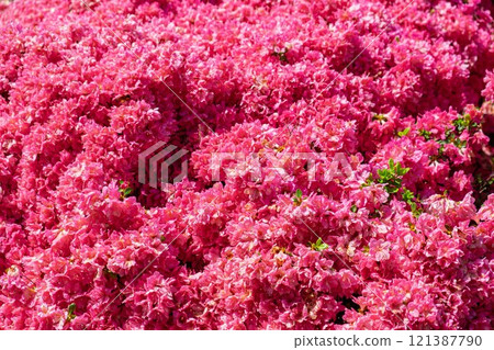 Azaleas at Tsutsujigaoka Park in Tatebayashi City 121387790