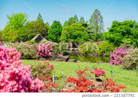 Azaleas at Tsutsujigaoka Park in Tatebayashi City 121387791