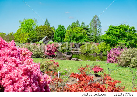 館林市杜鵑之丘公園的杜鵑花 館林市杜鵑之丘公園的杜鵑花 121387792